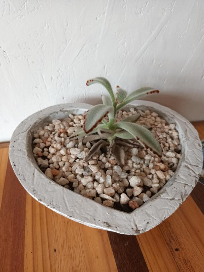 Chameleon Lodge 콜체스터 외부 사진